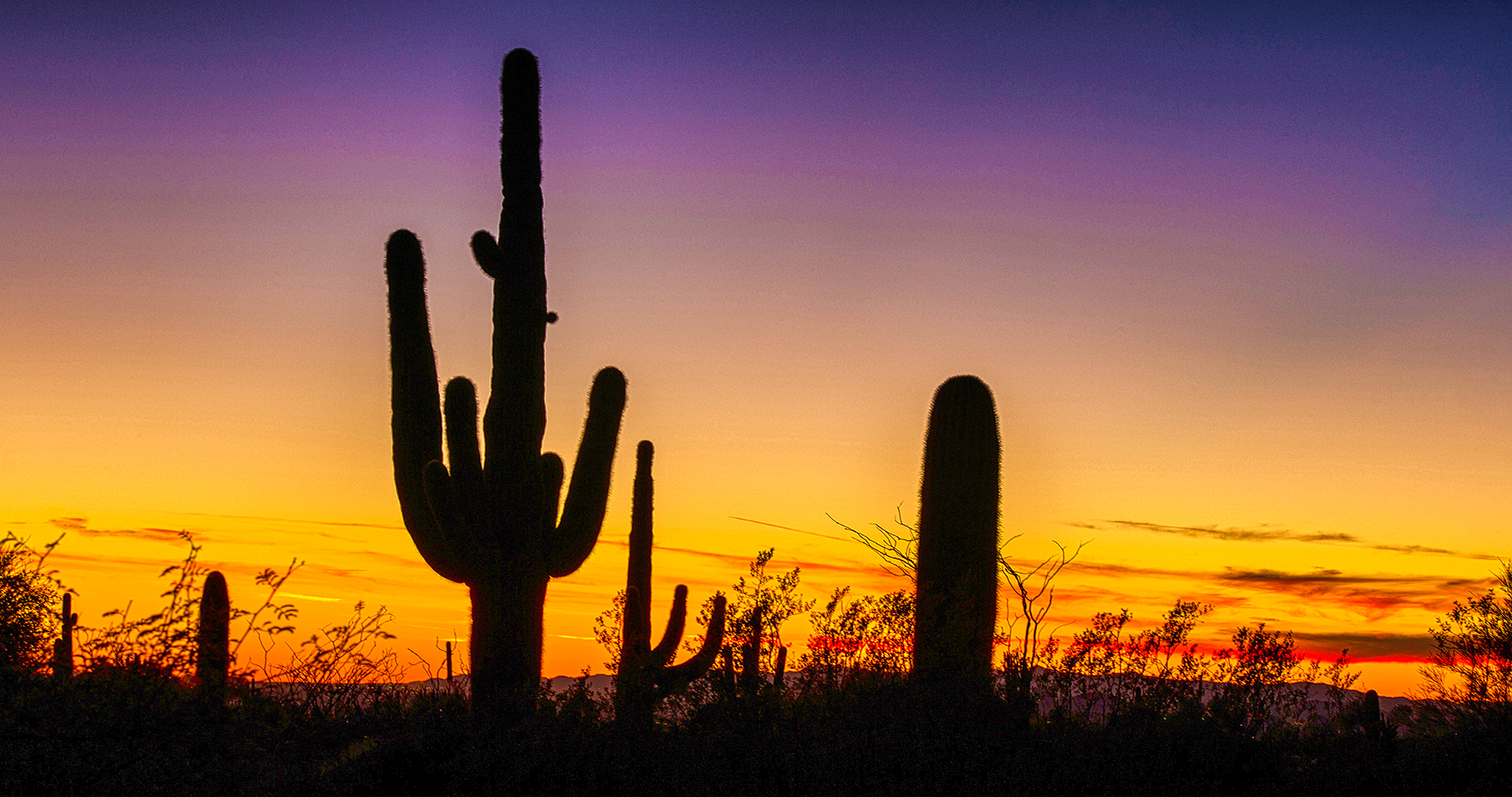 Saguaro Silhouette by Skip Weeks