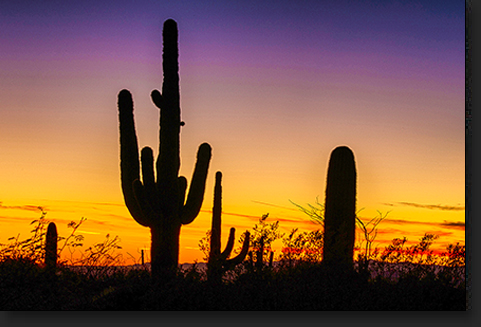 Saguaro Silhouette by Skip Weeks