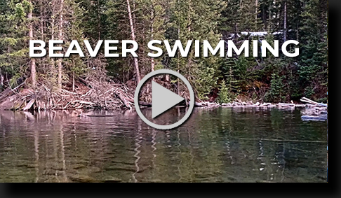 Beaver Swimming Laps by Skip Weeks