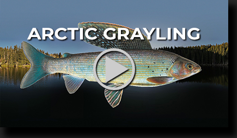 Arctic Grayling by Skip Weeks - 4K