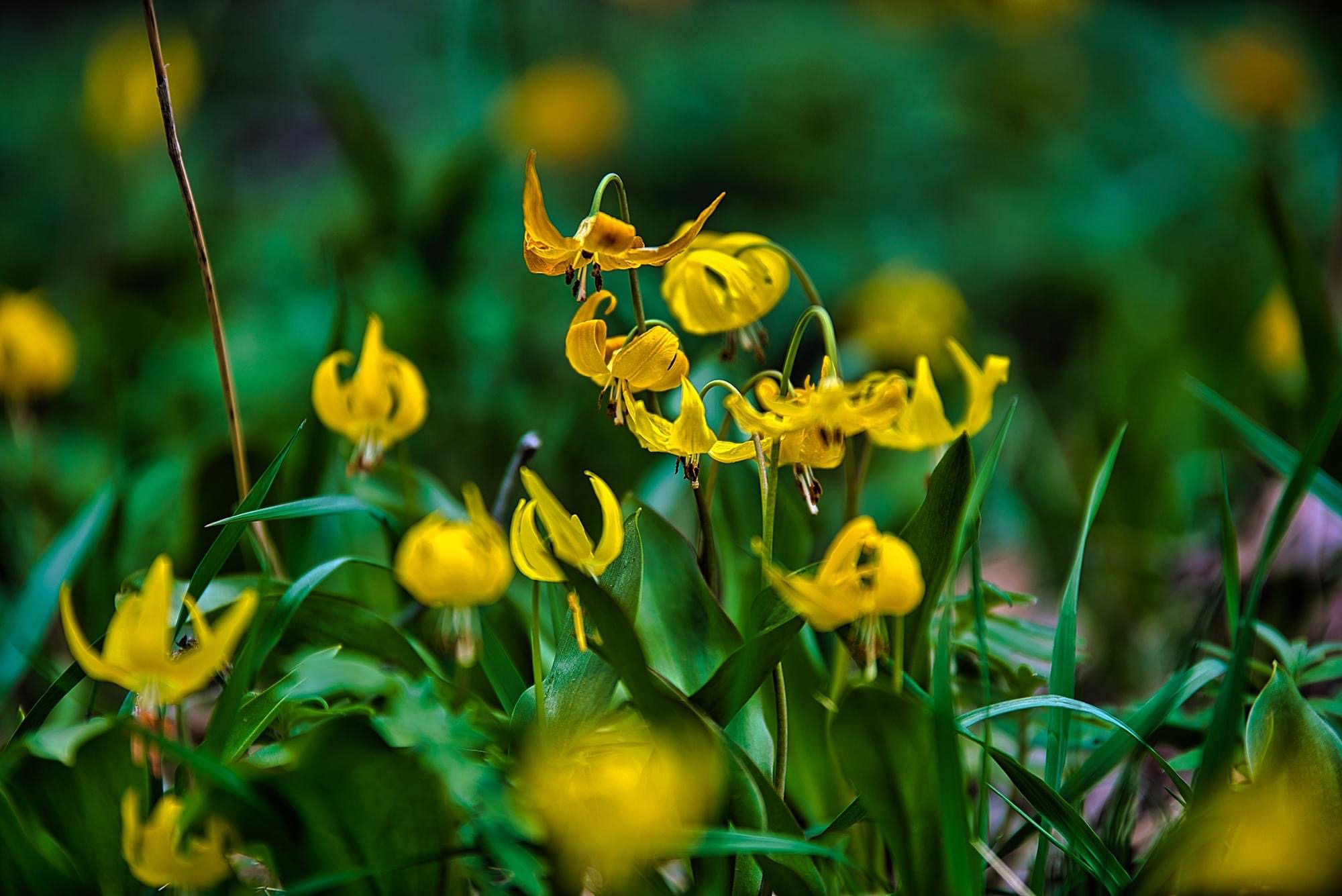 Yellow Avalanche Lilies by Skip Weeks
