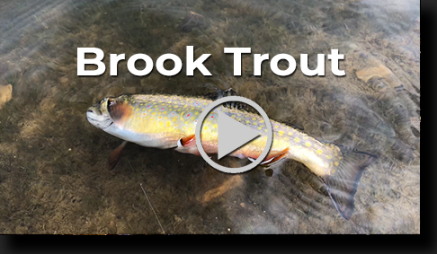 Brook Trout by Skip Weeks