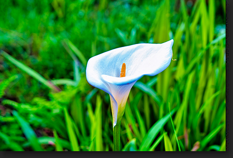 Calla Lily by Skip Weeks