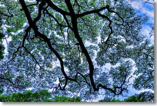 Maui Canopy