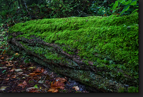 Mossy Log by Skip Weeks