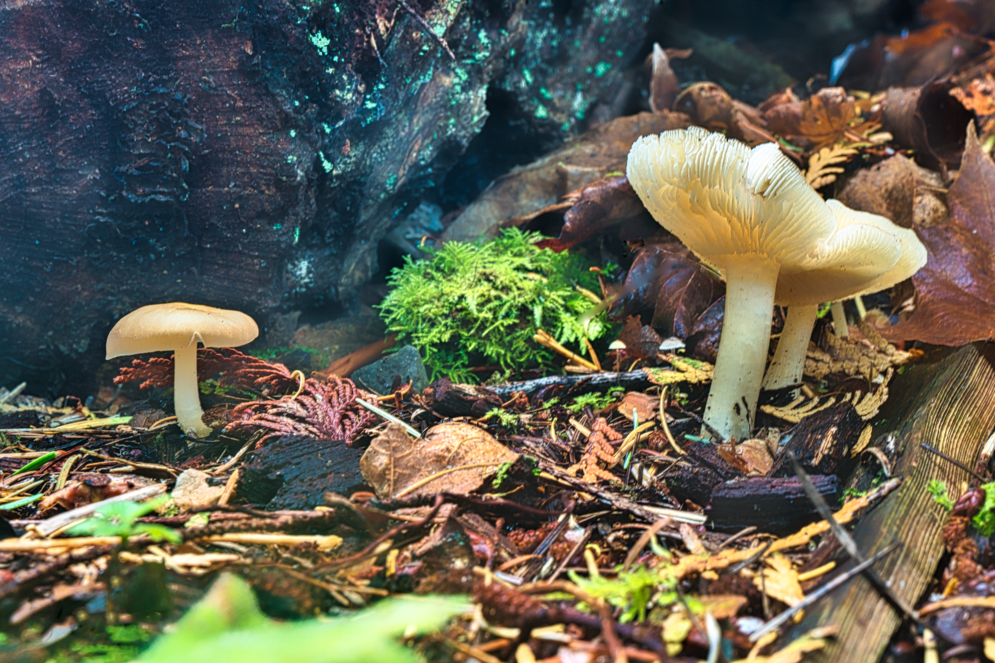 Baby Forest Mushrooms by Skip Weeks