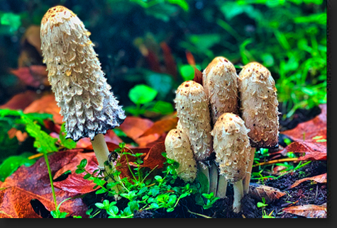 Tall Mushrooms by Skip Weeks