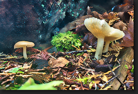 Baby Mushrooms by Skip Weeks
