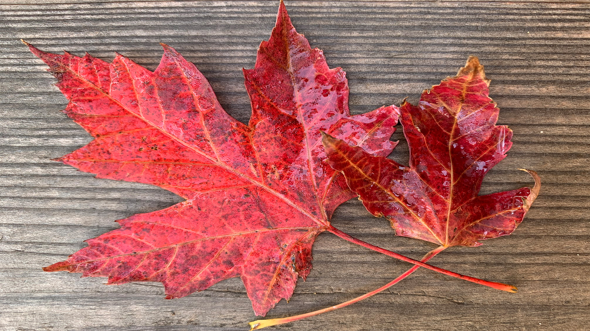 Red Maple Leaves by Skip Weeks