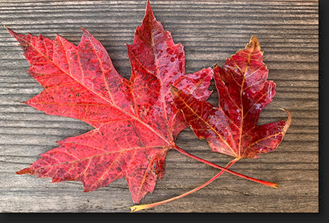 Maple Leaves by Skip Weeks