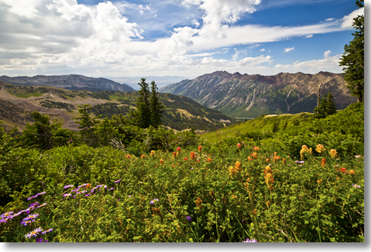 Snowbird Wildflowers