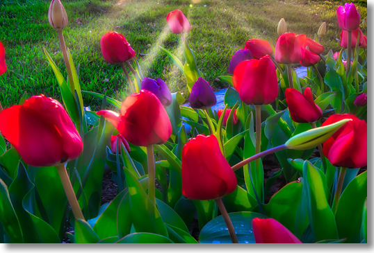 Tulip Sunbeams