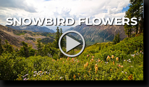 Snowbird Wildflowers video time lapse by Skip Weeks
