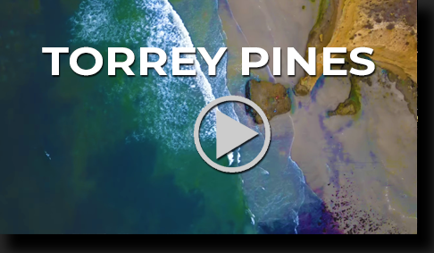Torrey Pines Beach by Skip Weeks