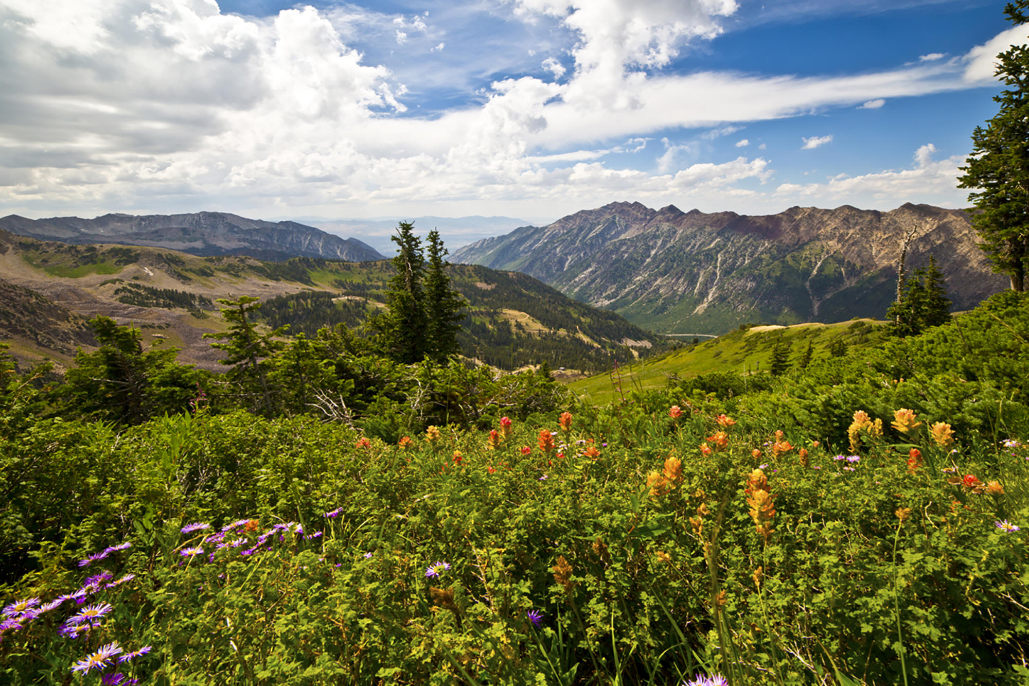 Snowbird Wildflowers by Skip Weeks