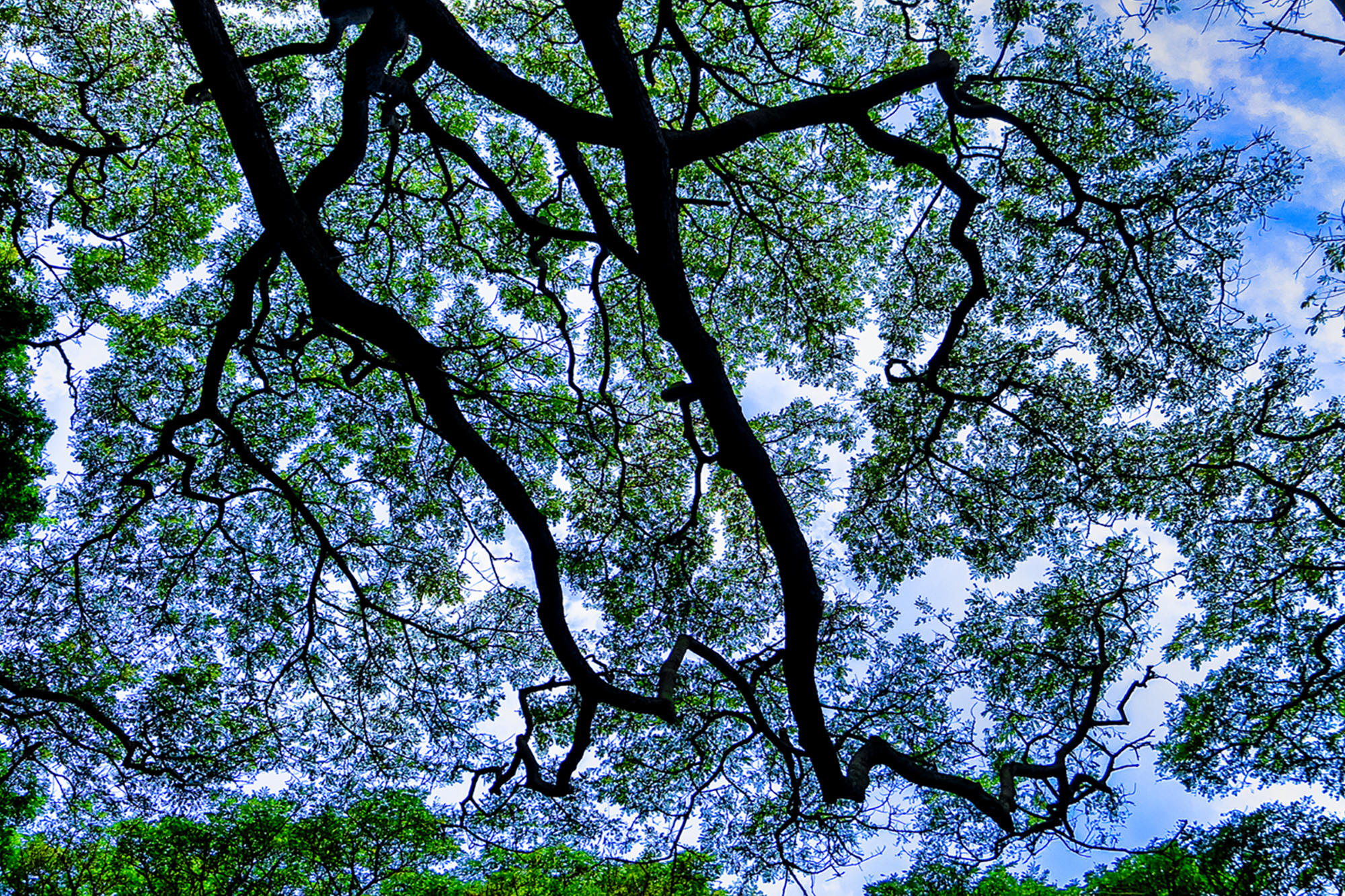 Maui Canopy by Skip Weeks