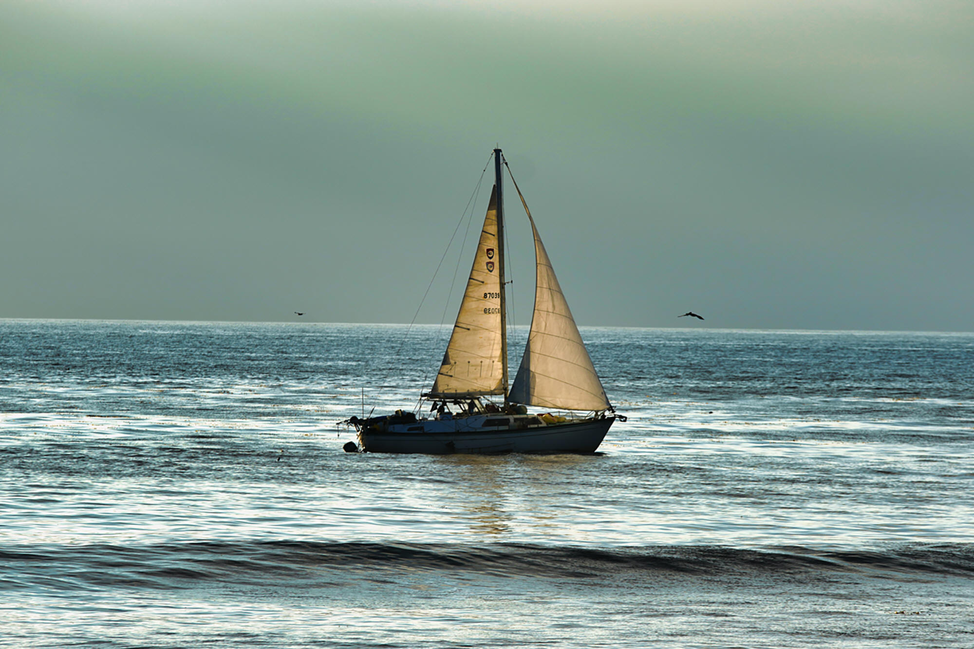 Sailing in San Diego by Skip Weeks