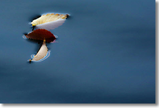 Sinking Leaves