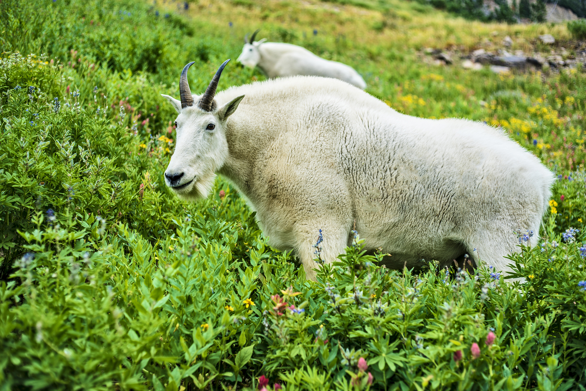 Mountain Goats on Mount Timpanogos