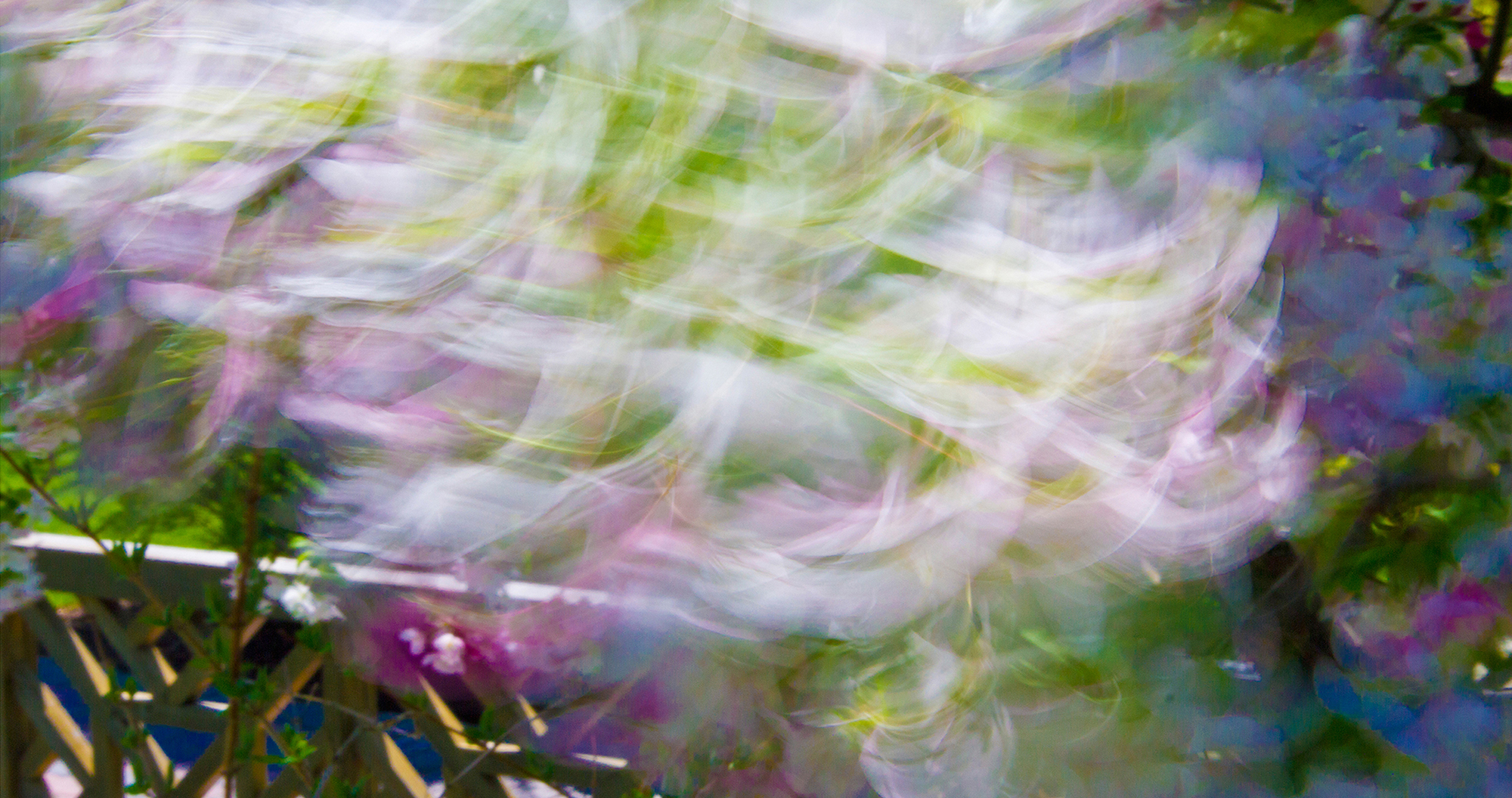 Spring Blossoms