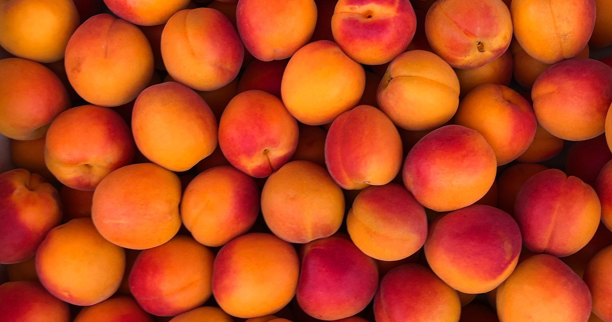 Apricots in Paris