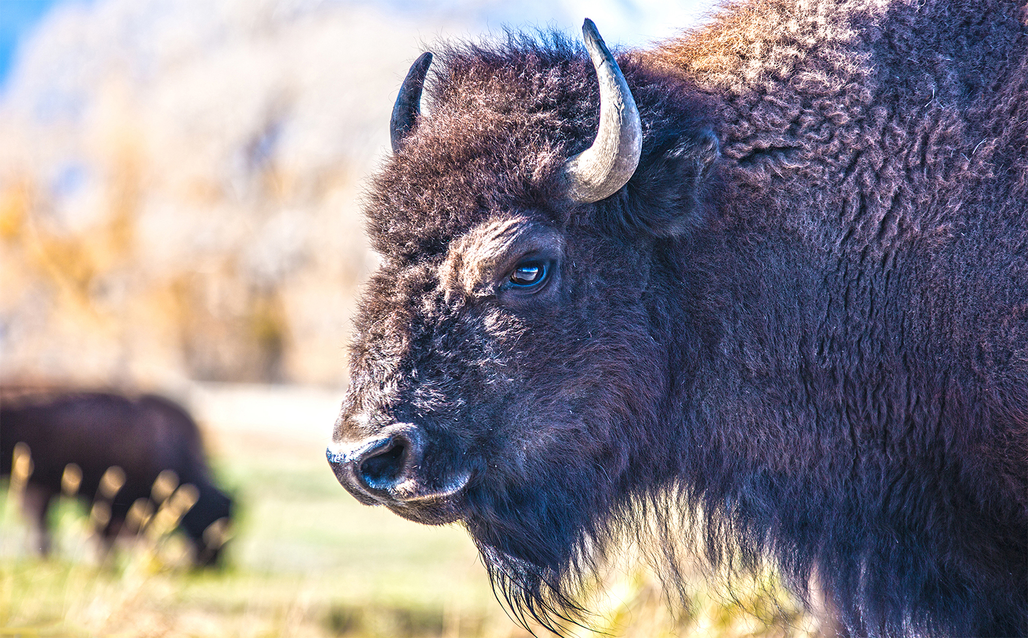 Teton Bison