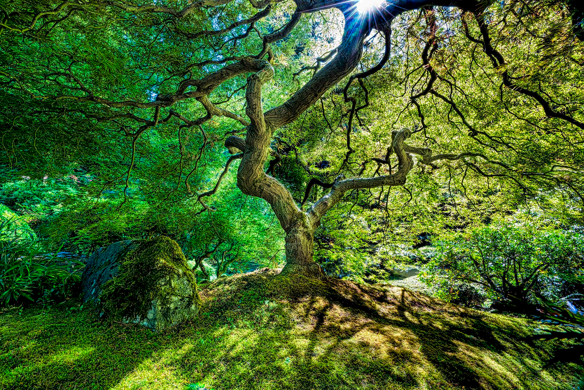 Japanese Maple