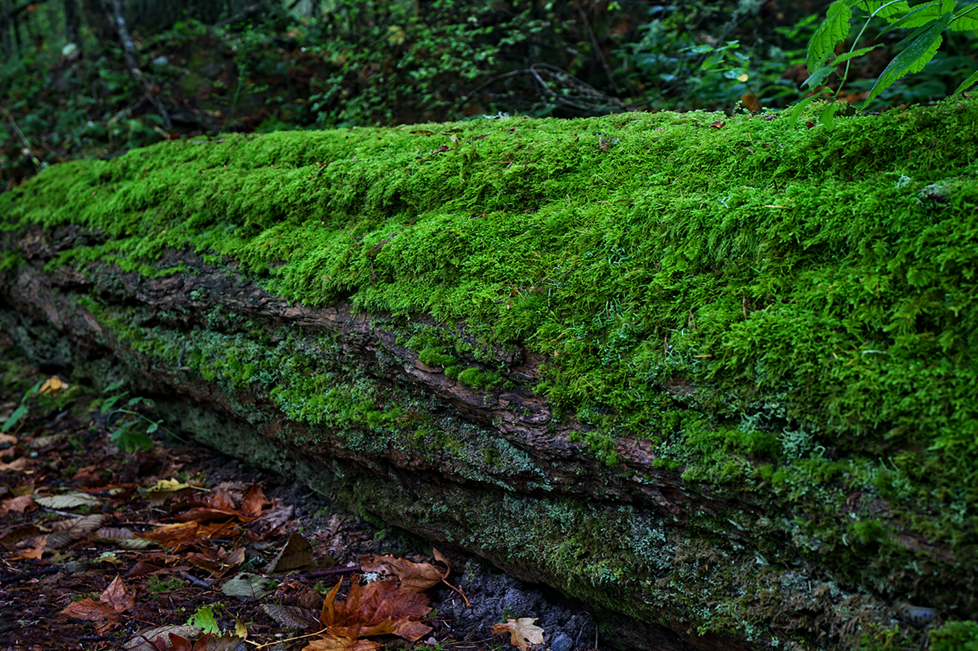 Mossy Log