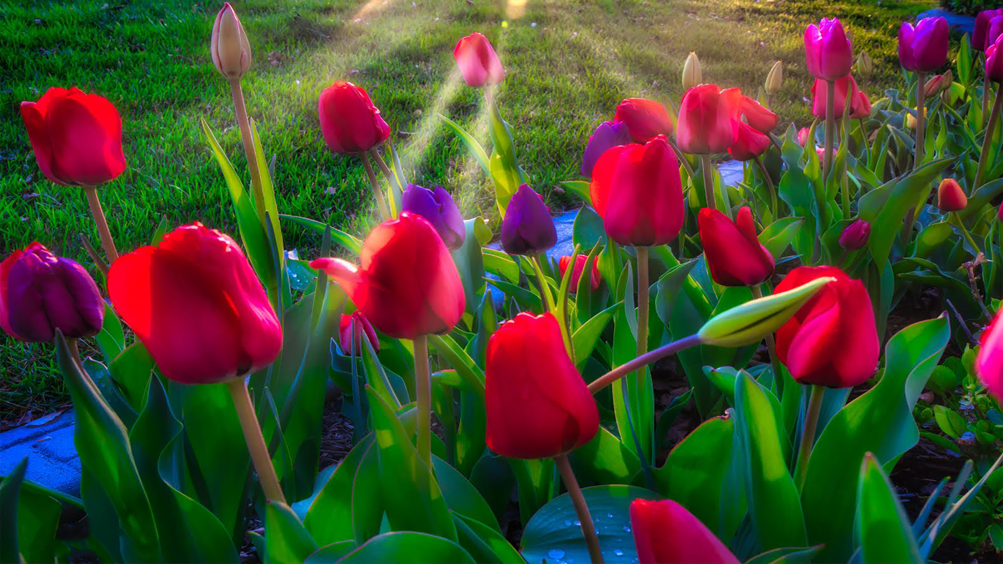 Tulips at Sunset