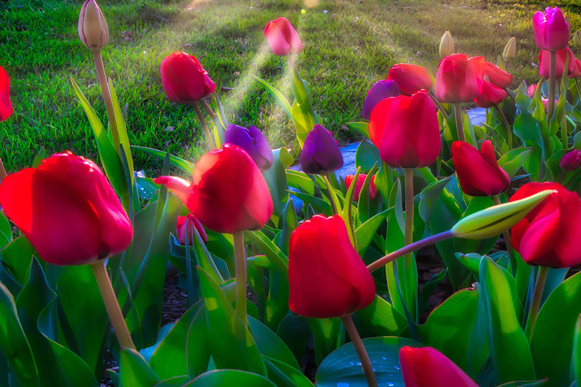 Tulip Sunbeams