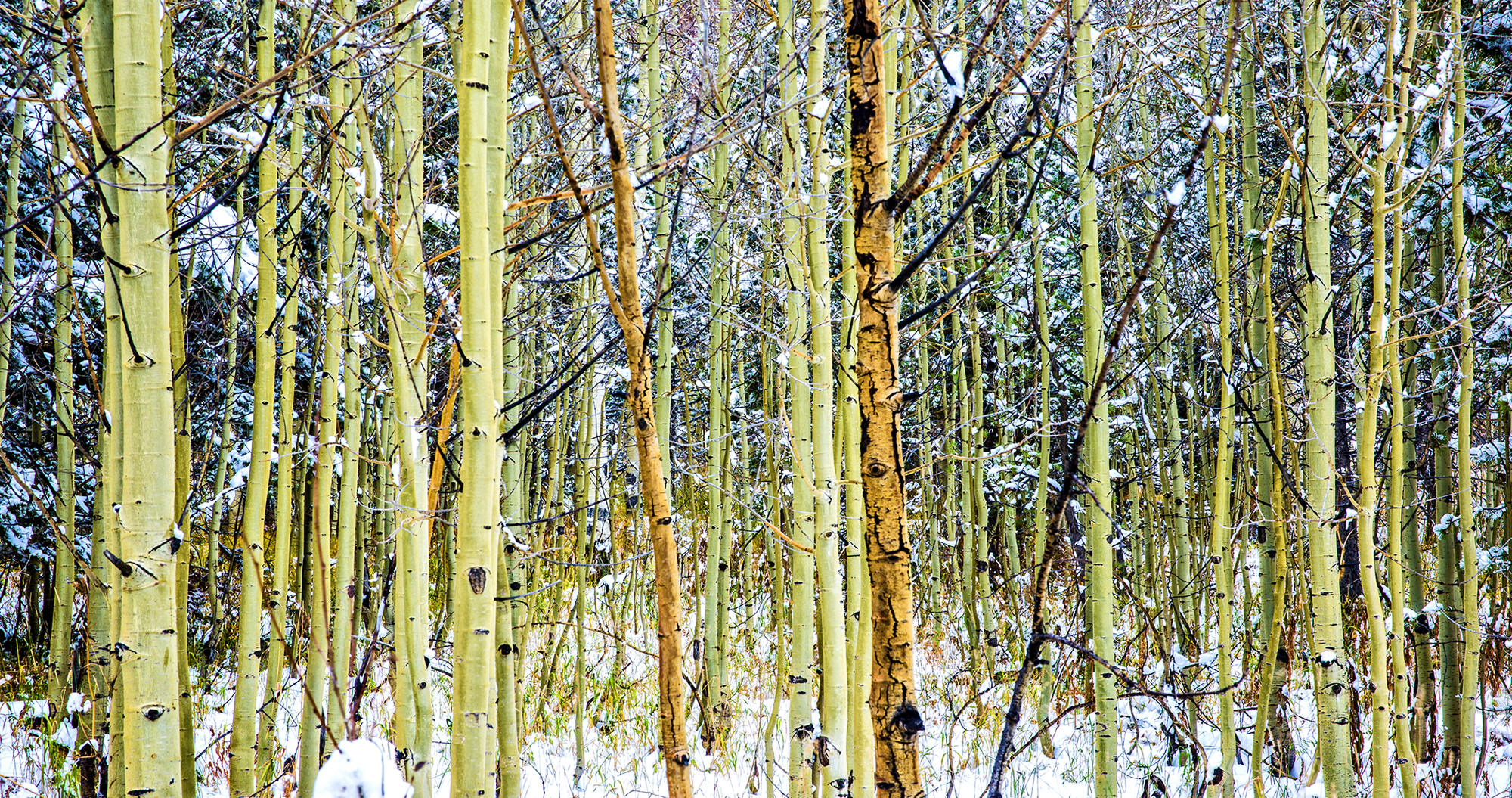 Colorado Quakies in Color